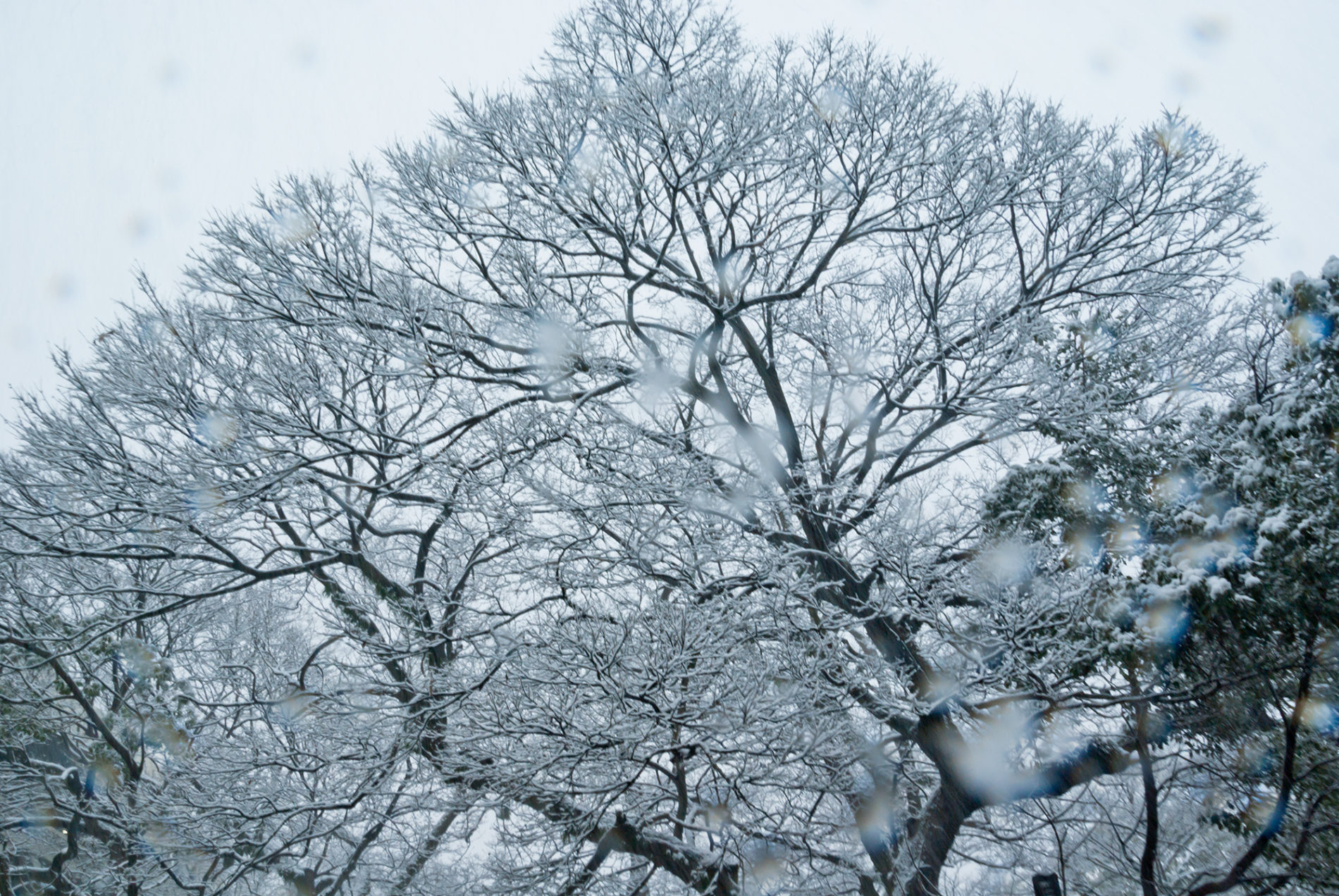 雪の日の木