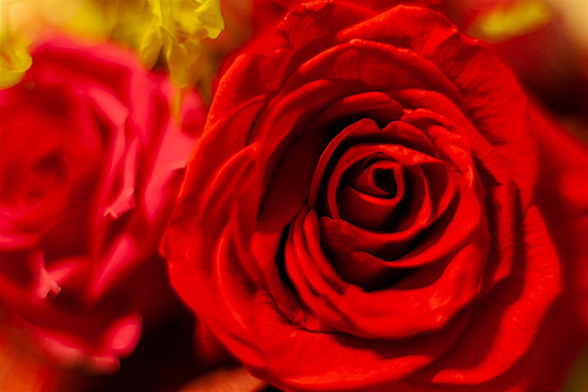 赤いバラのブリザードフラワの写真