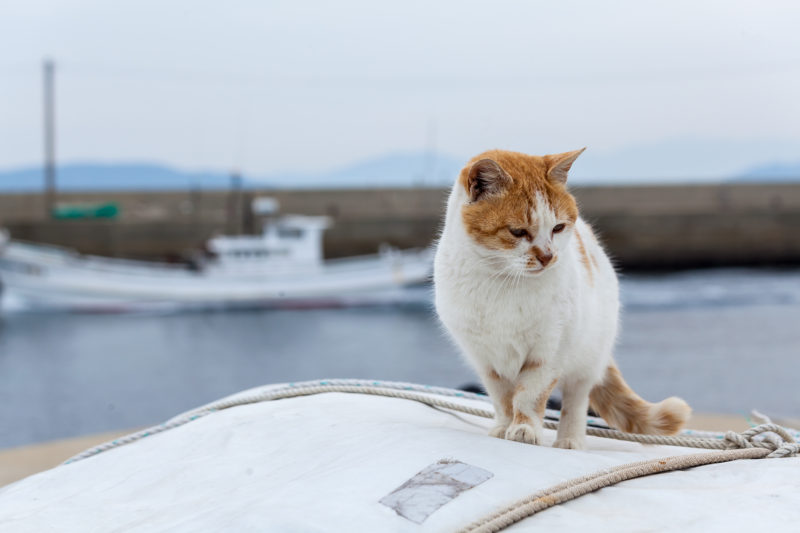港の猫