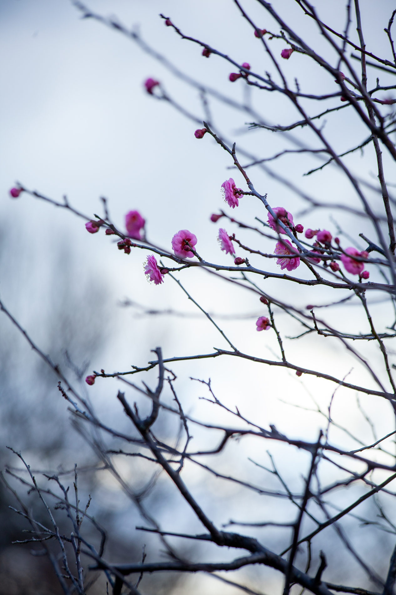 ピンクの梅の花の写真