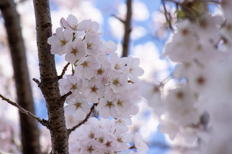 桜(サクラ,Cherry blossom,Japanese cherry,Sakura)の写真