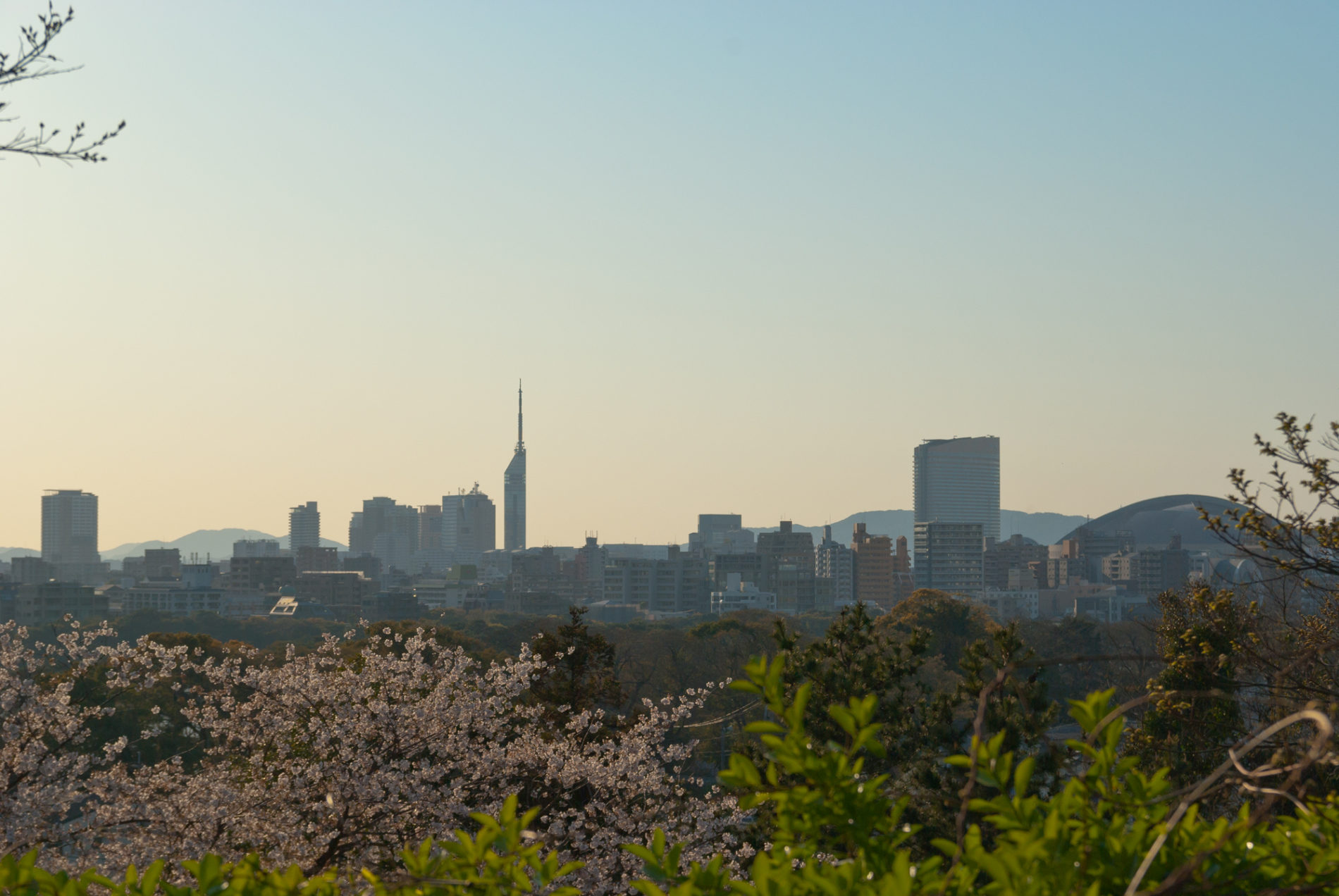 福岡タワーと桜とドーム
