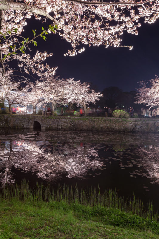 お堀(水辺)の夜桜