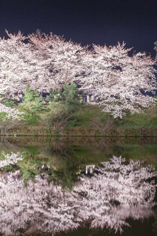 水辺の夜桜の写真