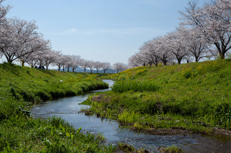 福岡県朝倉郡筑前町の草場川の桜並木