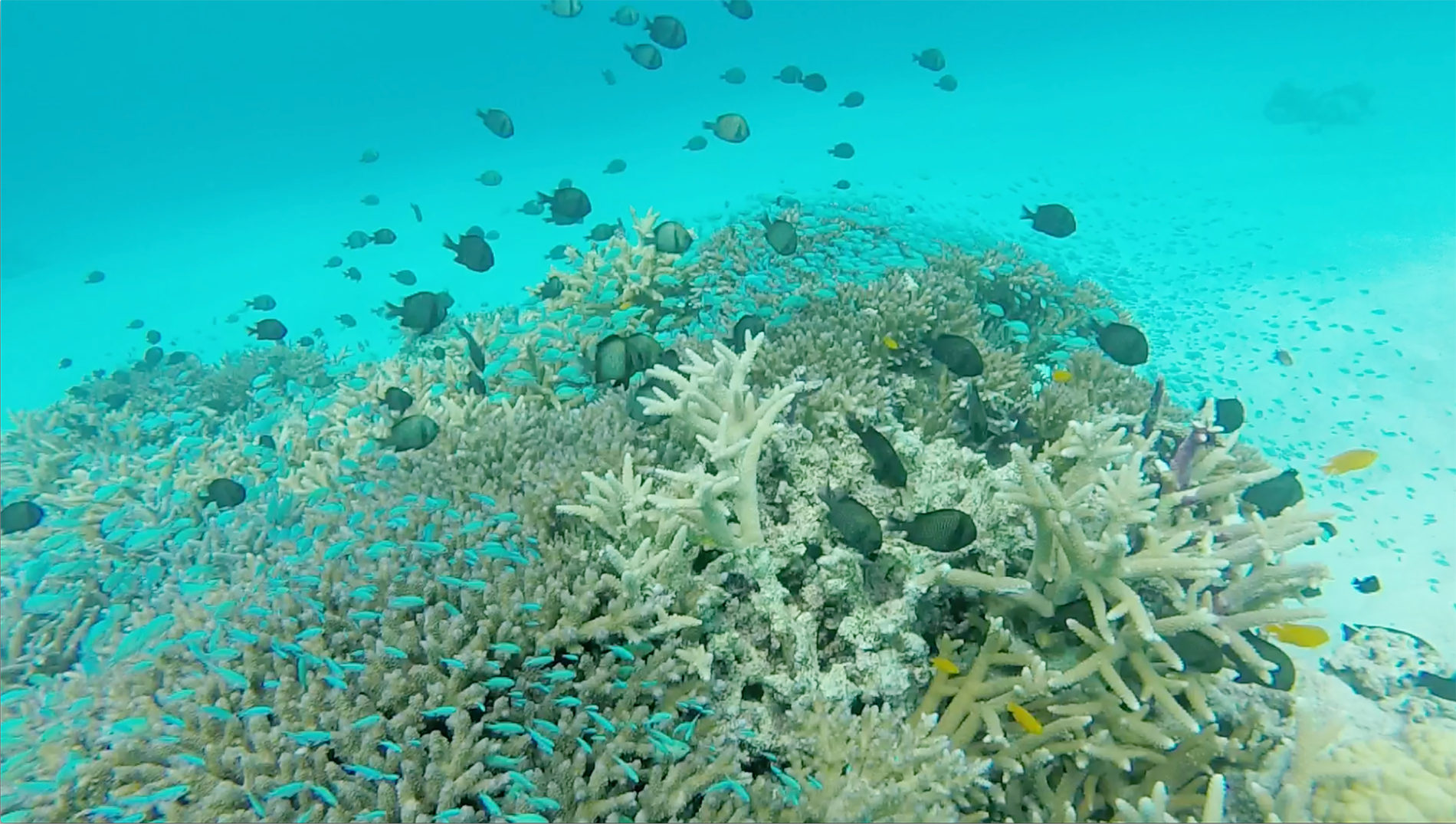沖縄の海中,熱帯魚,珊瑚の写真