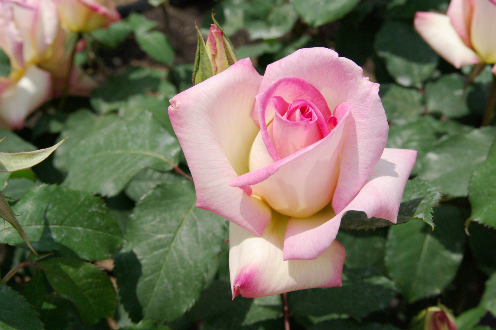 ピンクの薔薇の写真