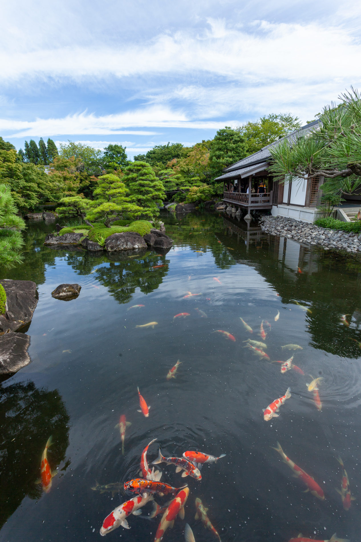 日本庭園_池(鯉)