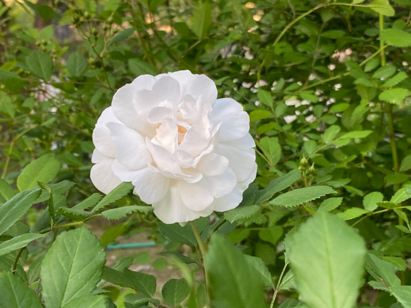 白い薔薇(バラ)