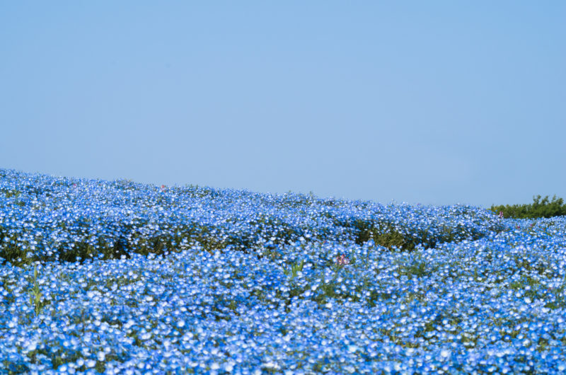 ネモフィラの丘と空 青の写真