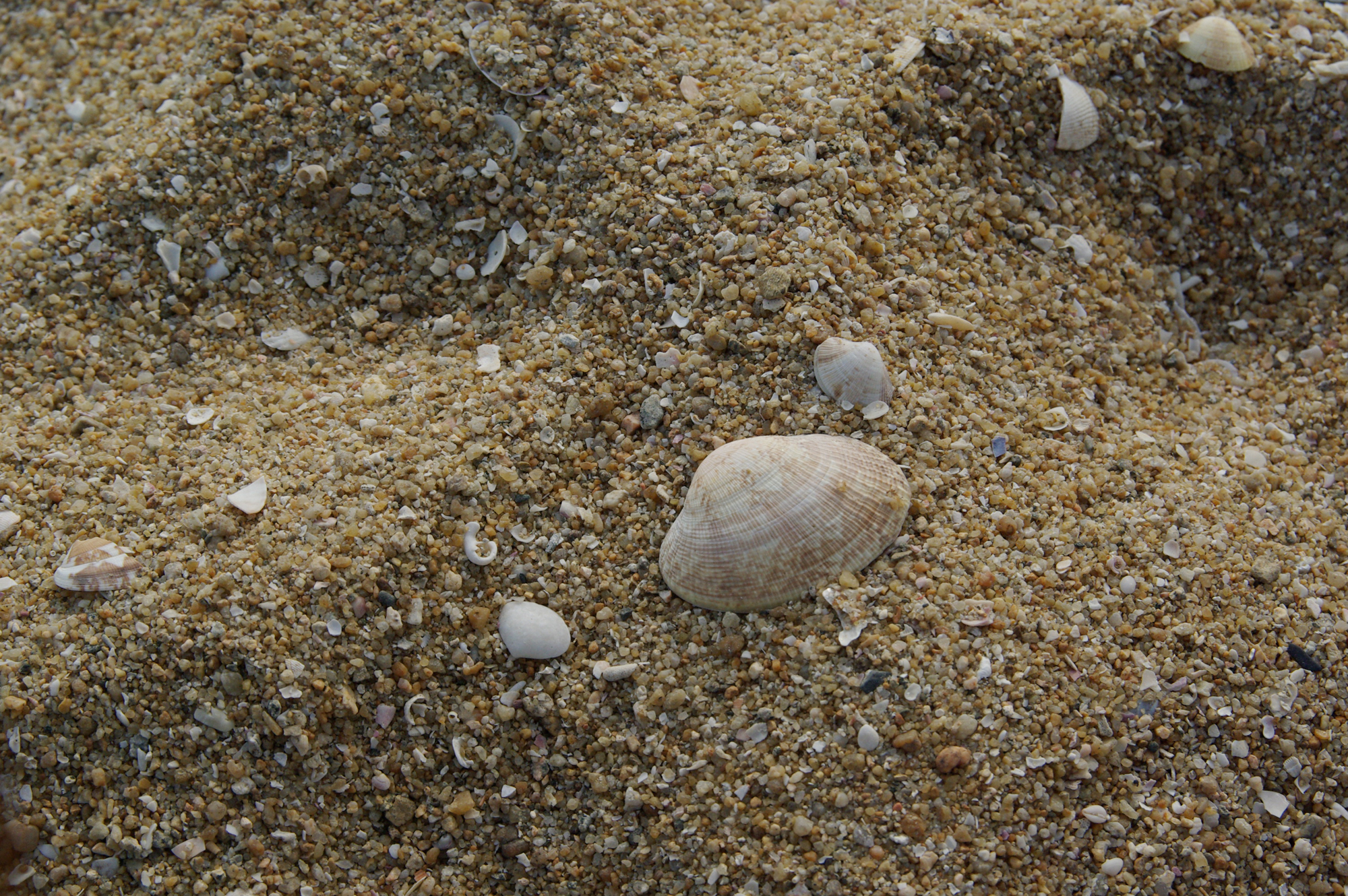 砂浜の貝殻 フリー写真素材の Freesnake Photo フリースネークフォト