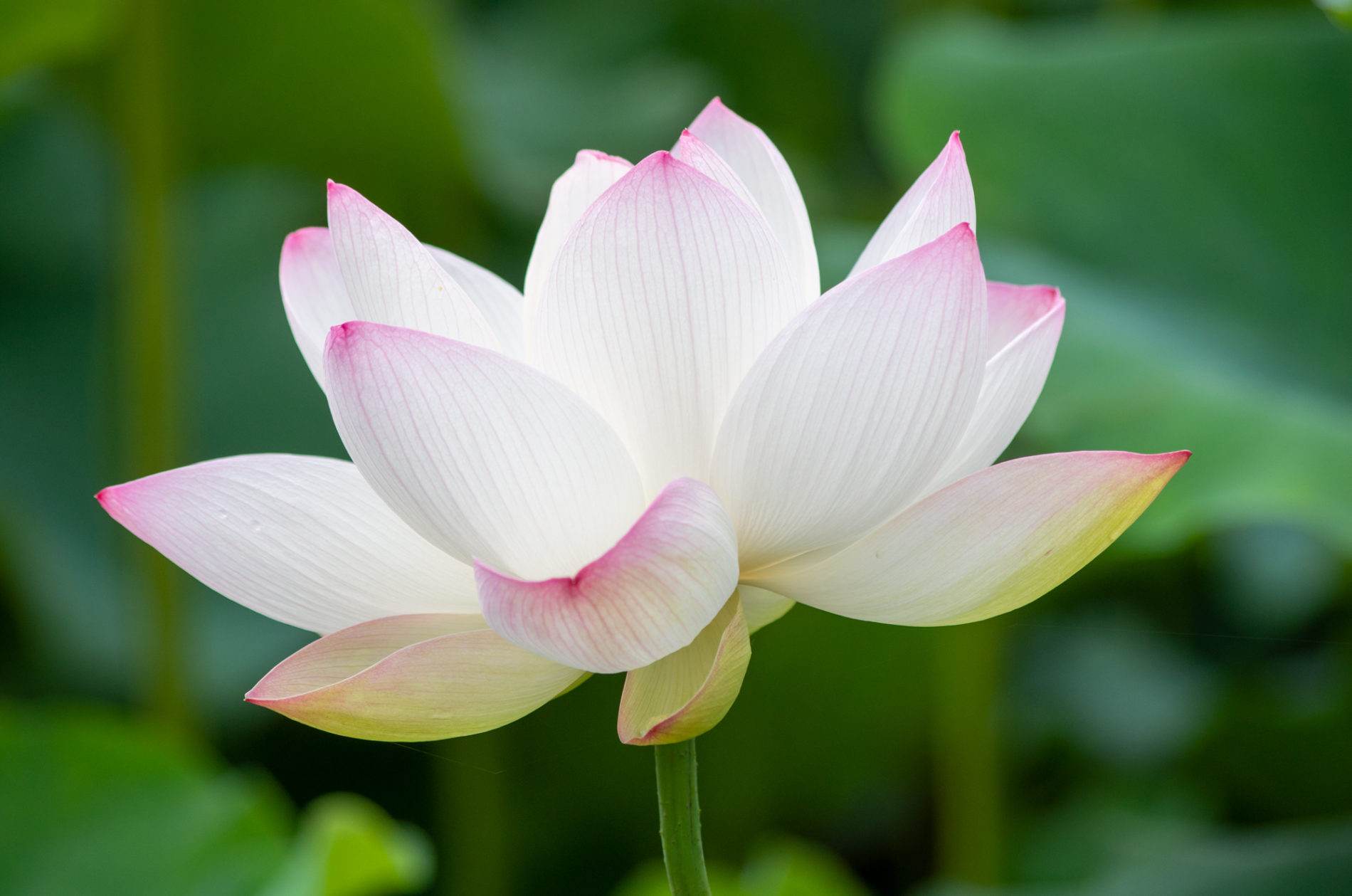 蓮の花（Lotus flower）の写真