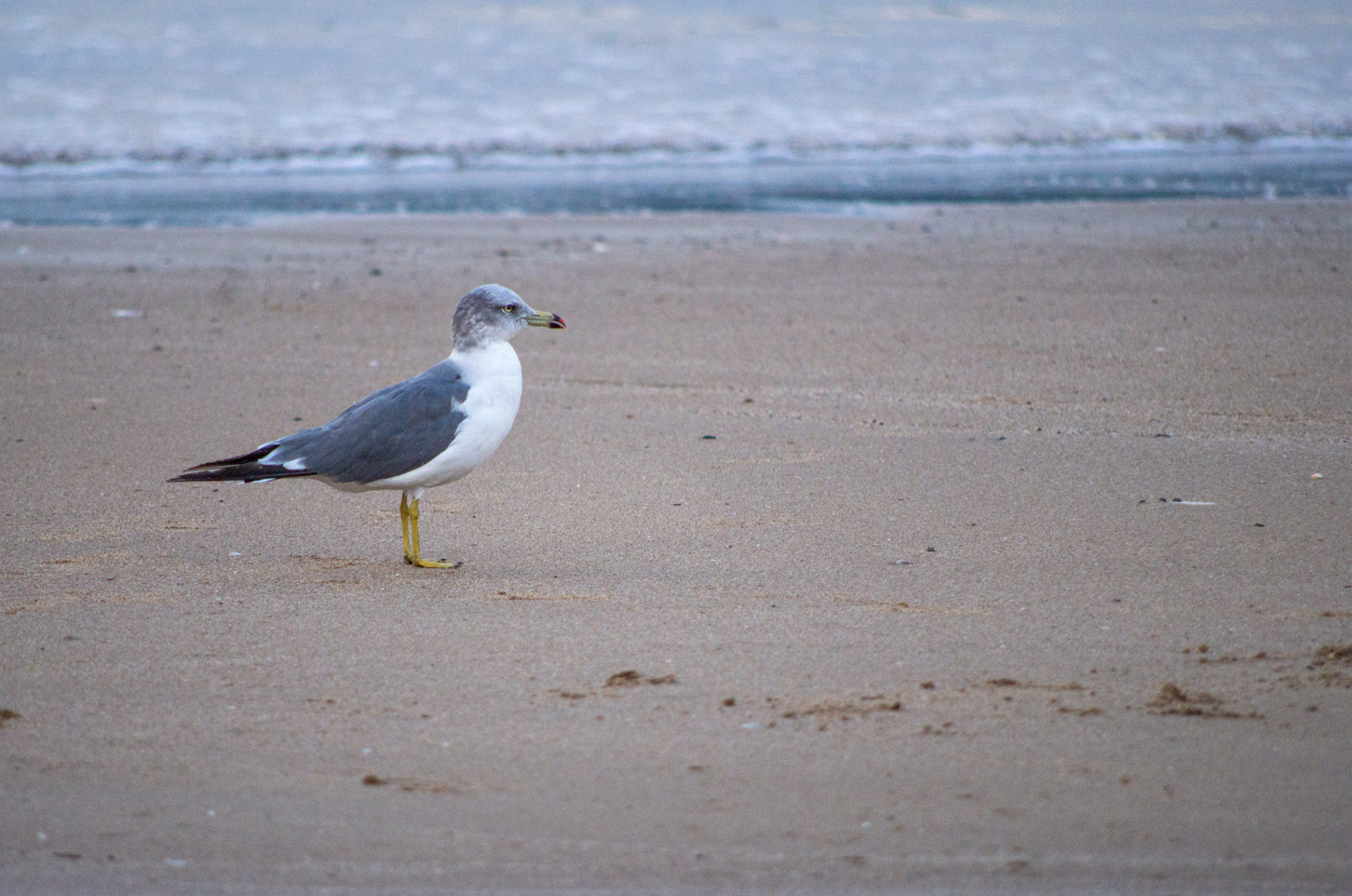 海辺の砂浜にたたずんで眺めている鳥