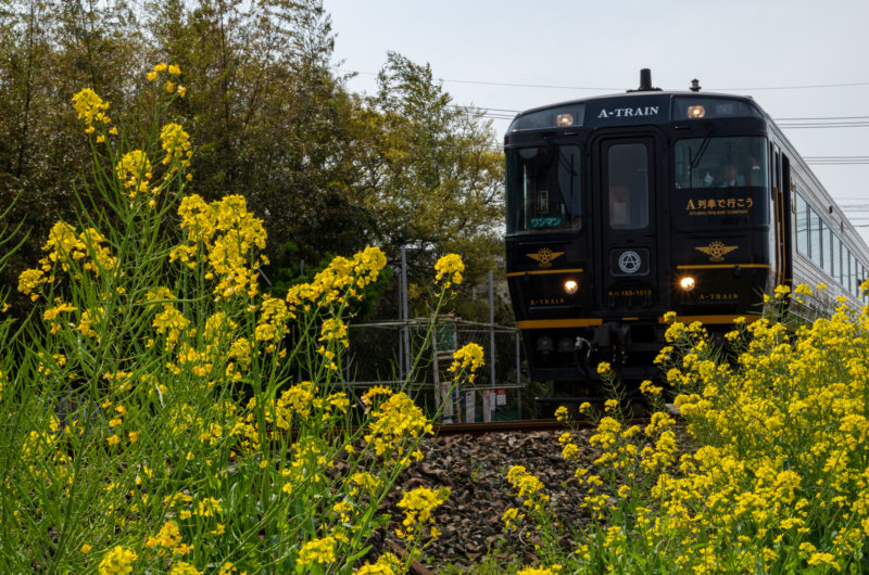 菜の花と特急A列車（A-TRAIN）