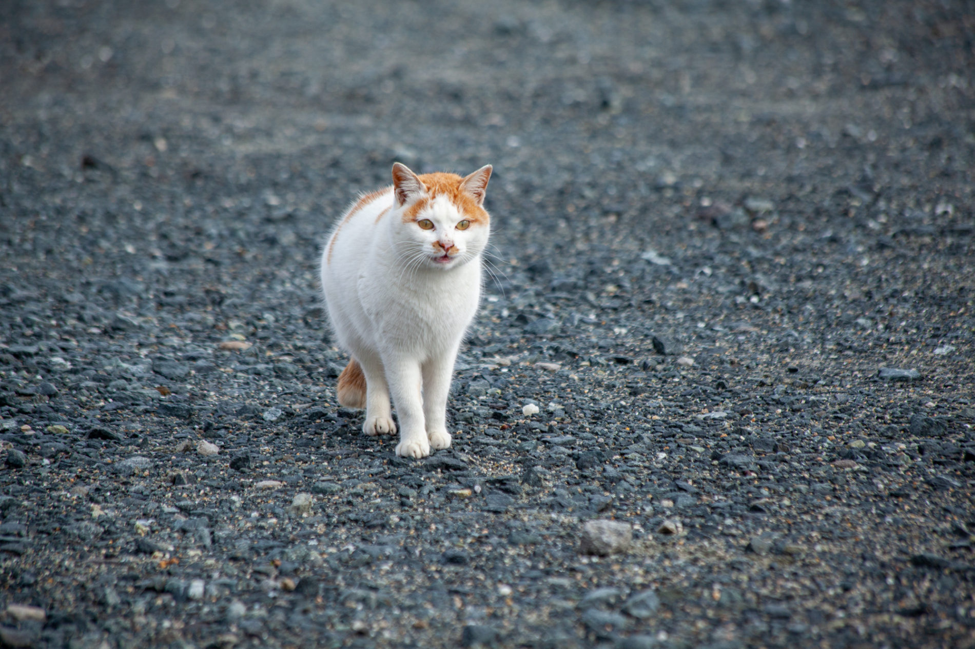 猫(ねこ,ぬこ,cat)の写真