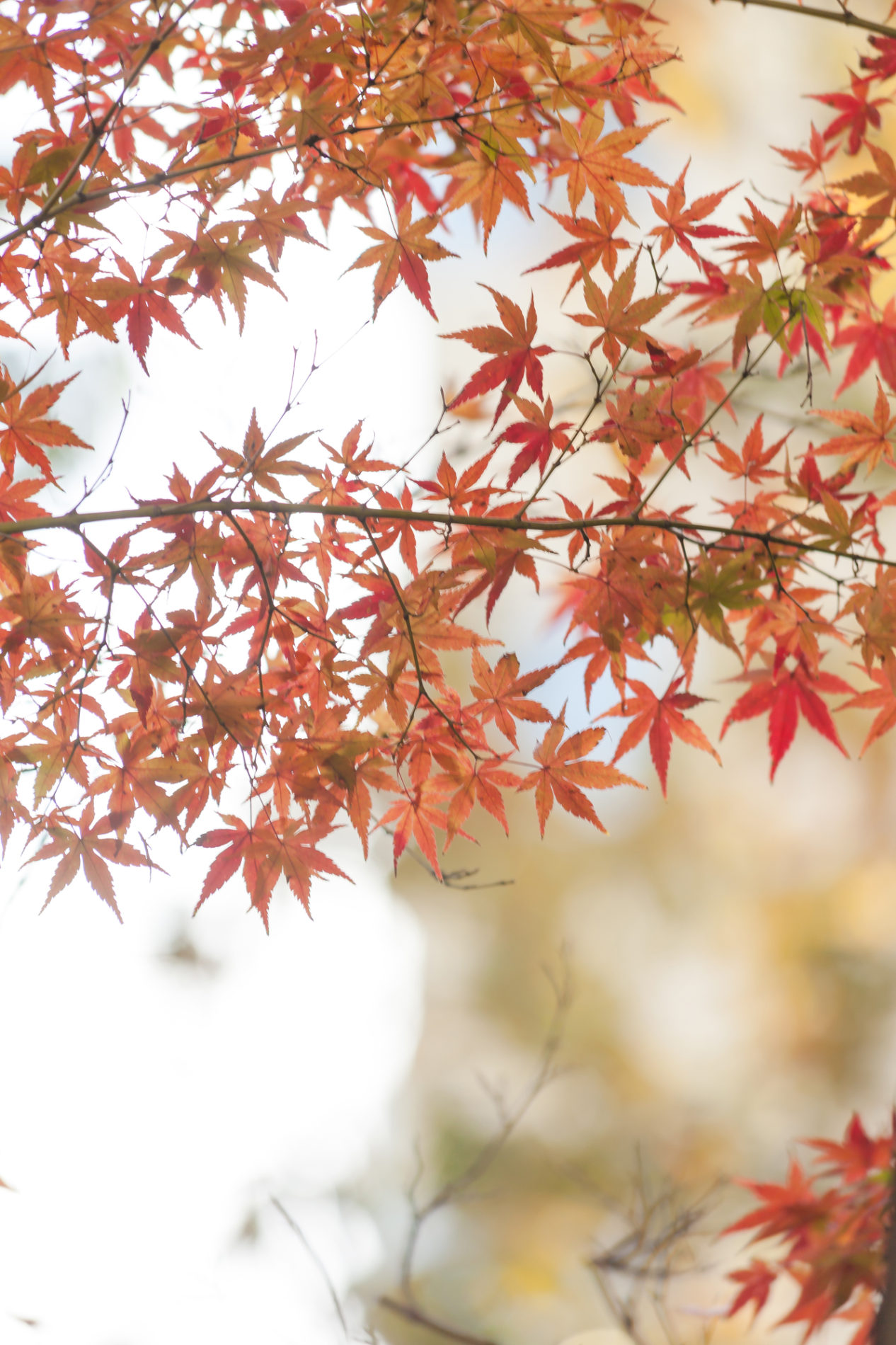 紅葉(楓)秋の写真