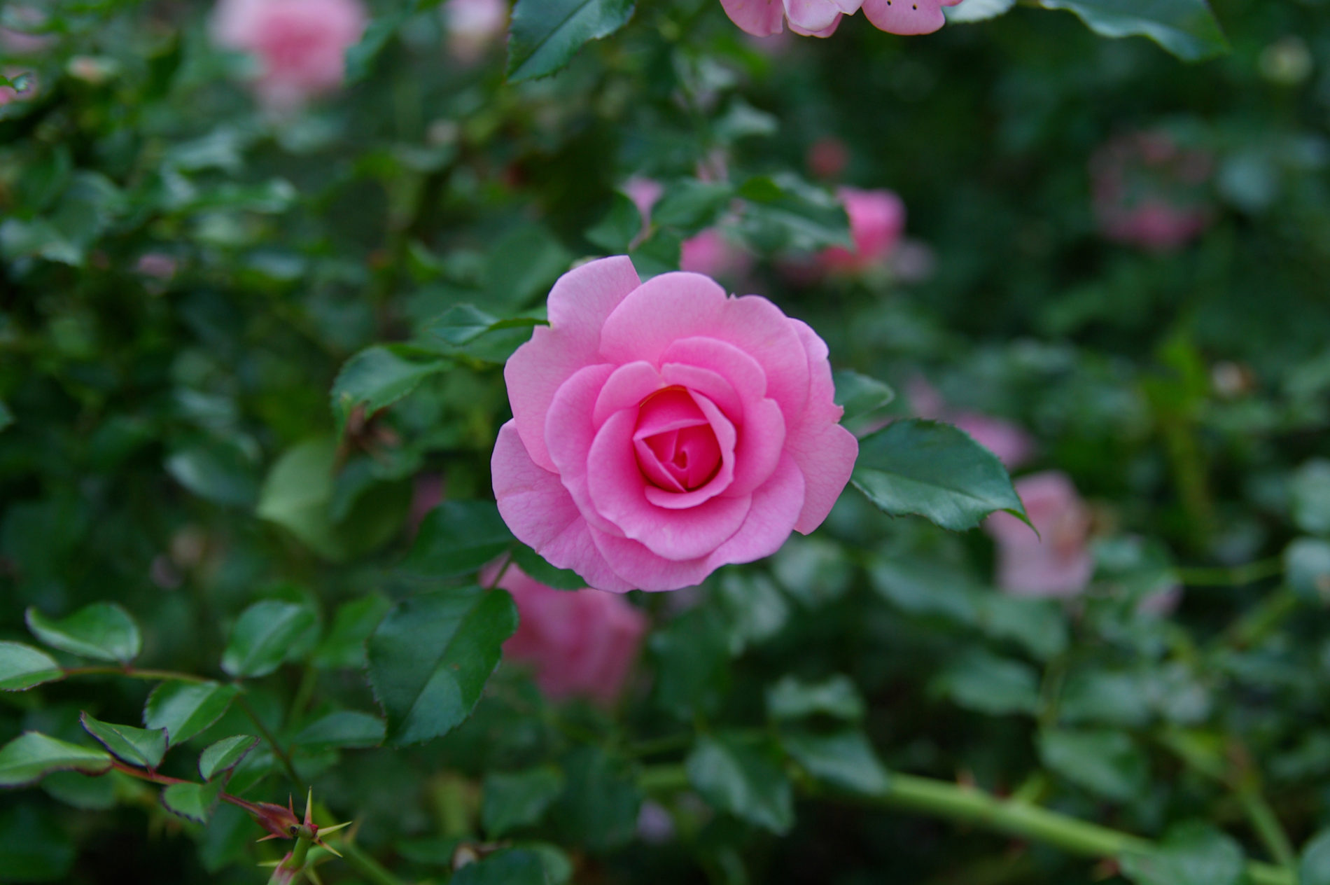 ピンクの薔薇(バラ)の写真