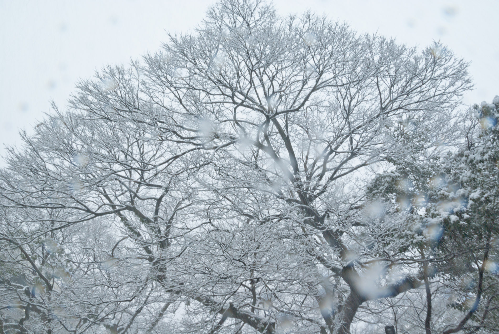 雪の日の大きな木