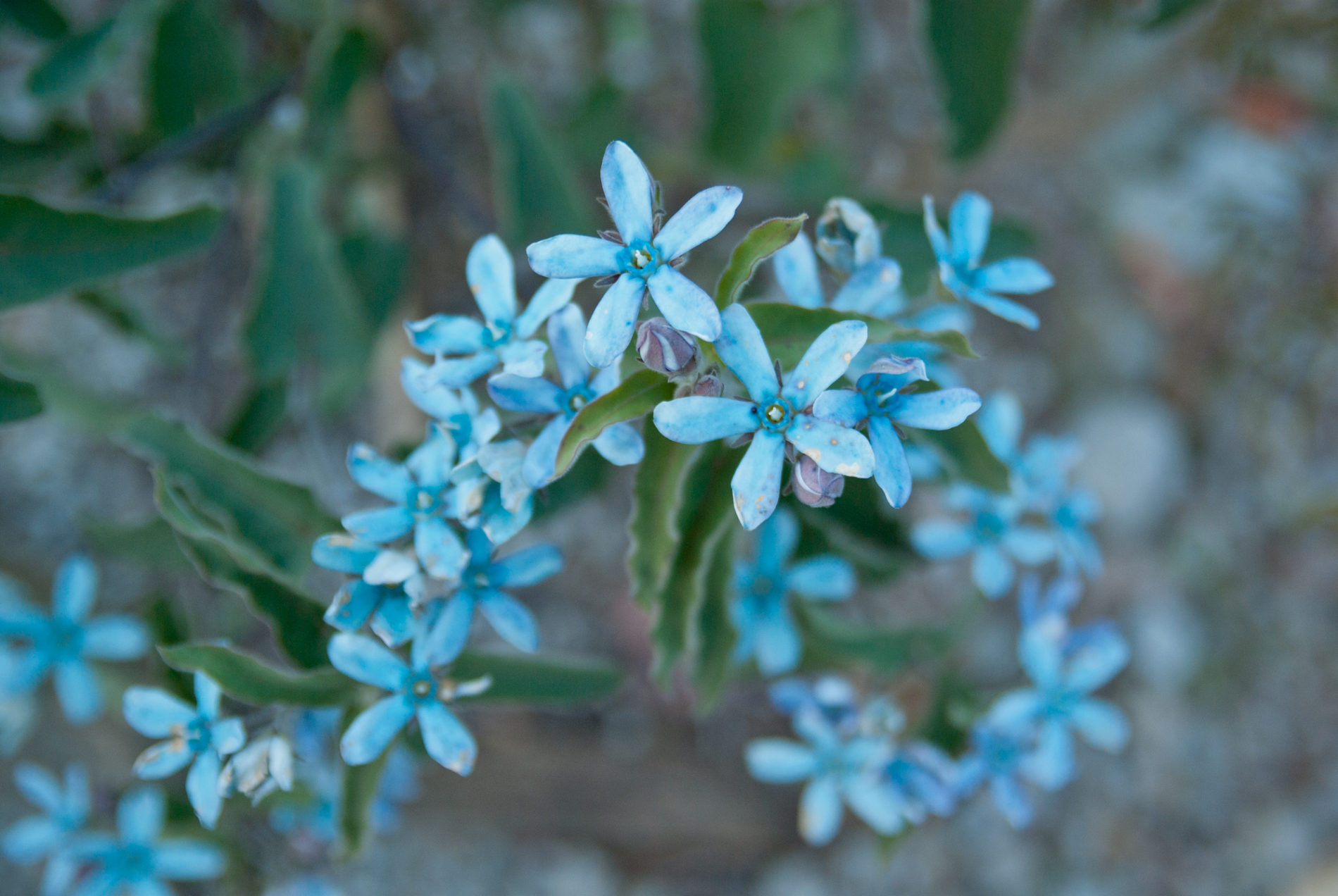 ブルースター青い花の写真