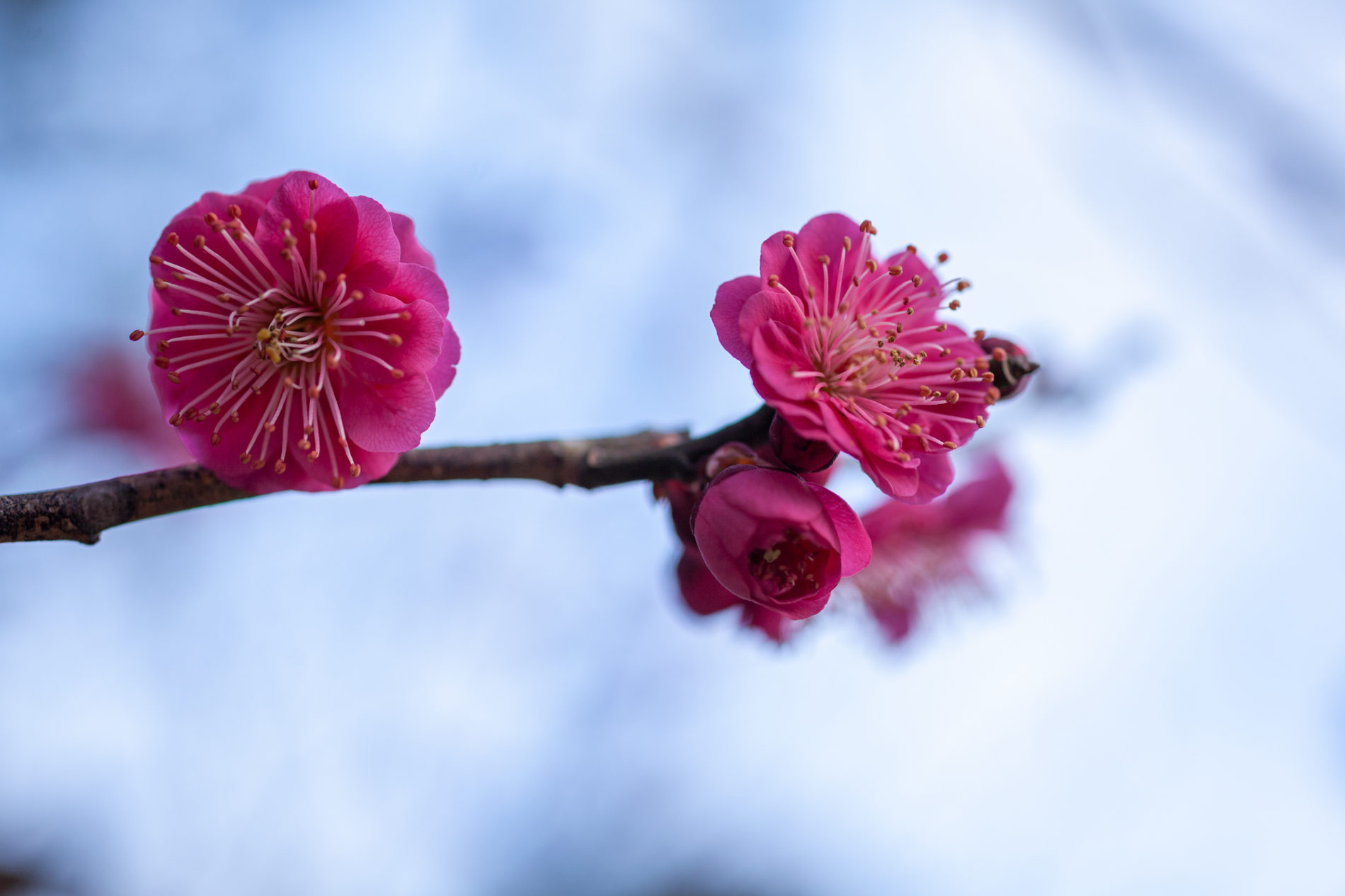ピンク~紅梅のマクロ写真