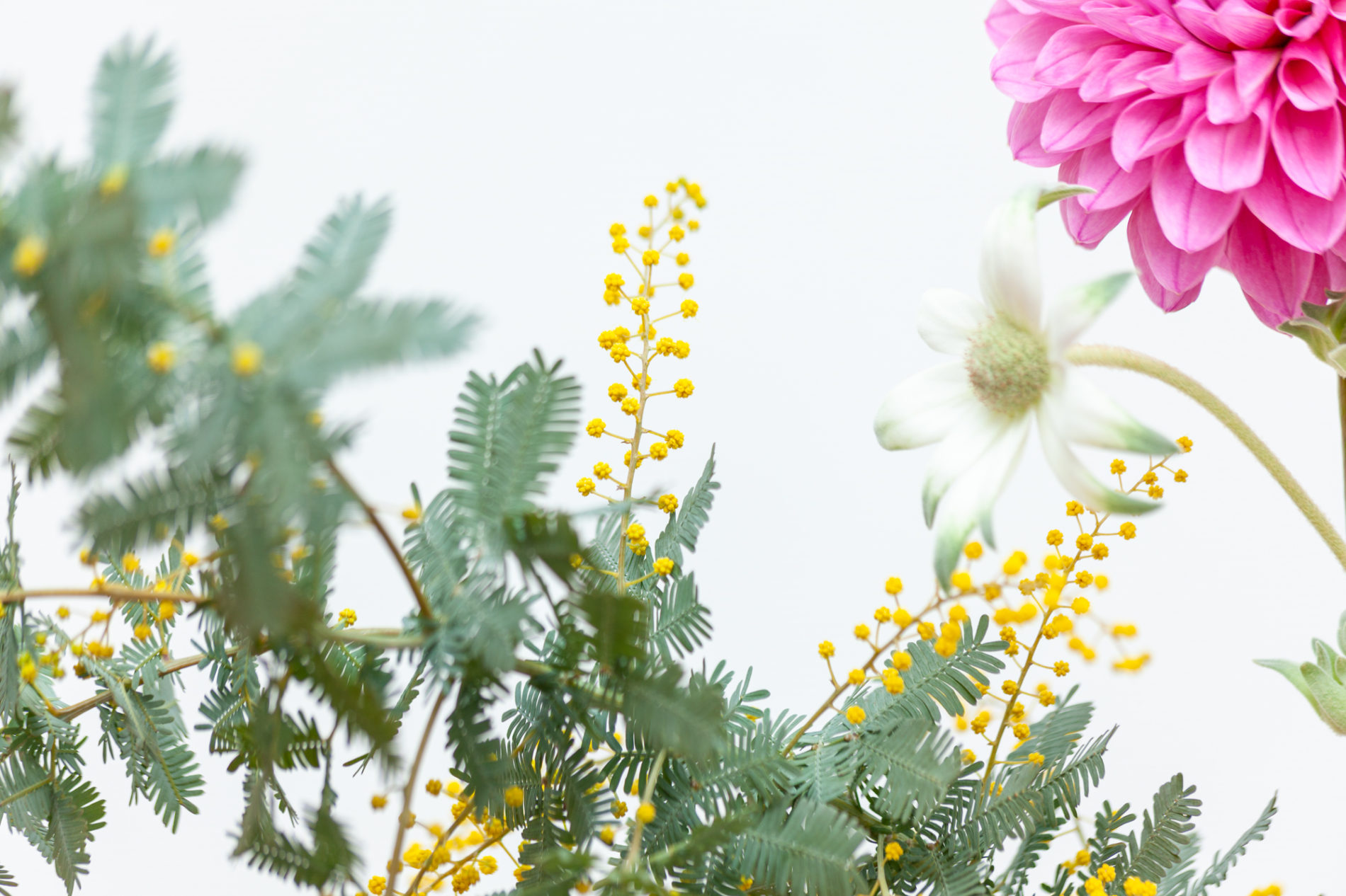 何か花とか葉とかピンクのダリアの写真