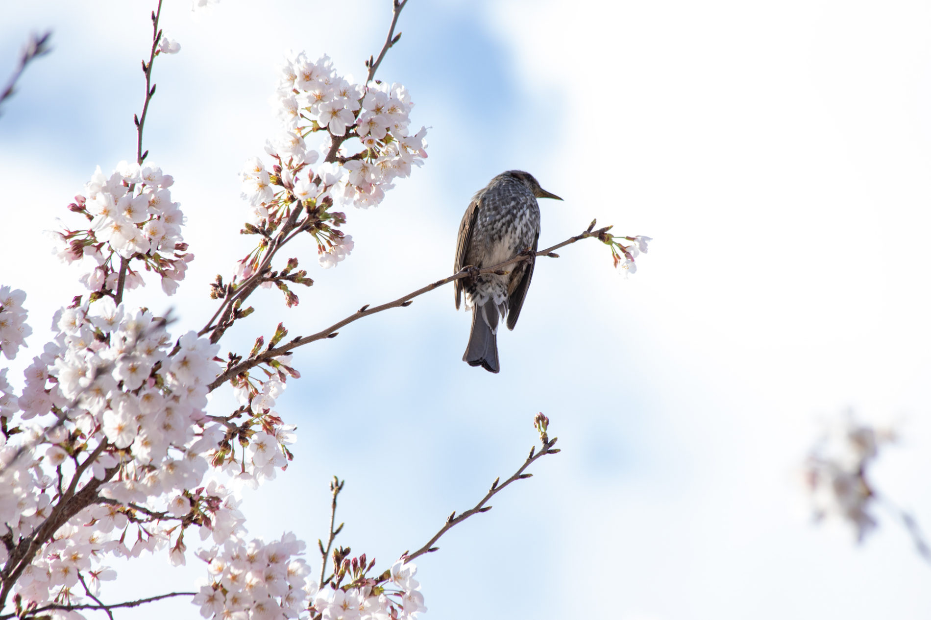 鳥(つぐみ)と桜の写真