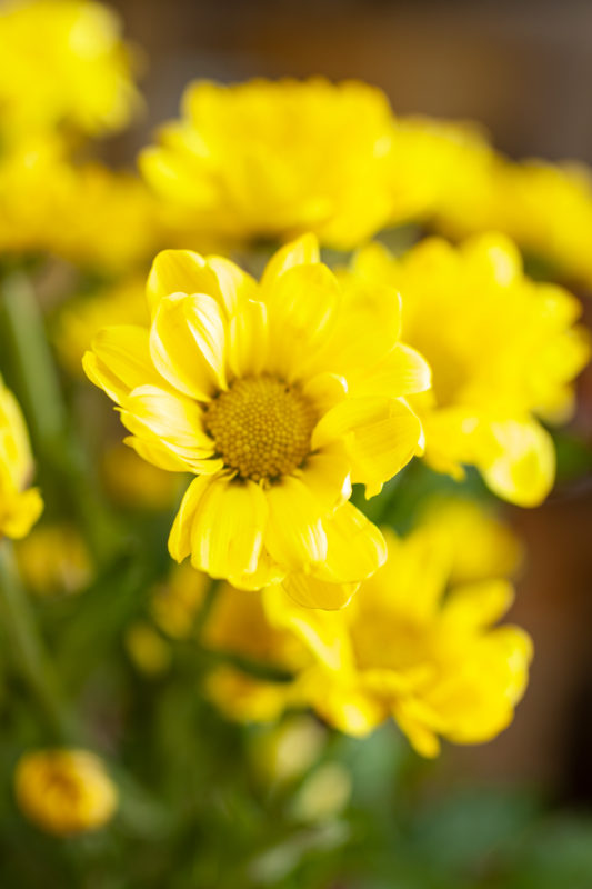 黄色の菊の花の写真