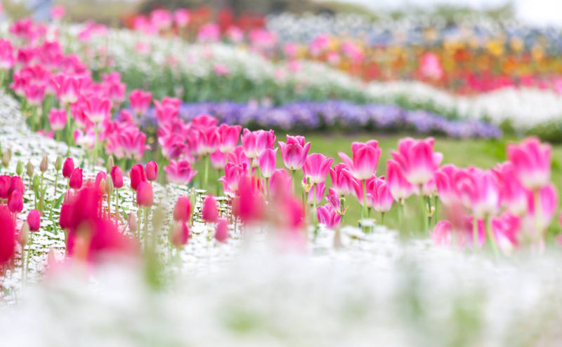 春の花チューリップの写真