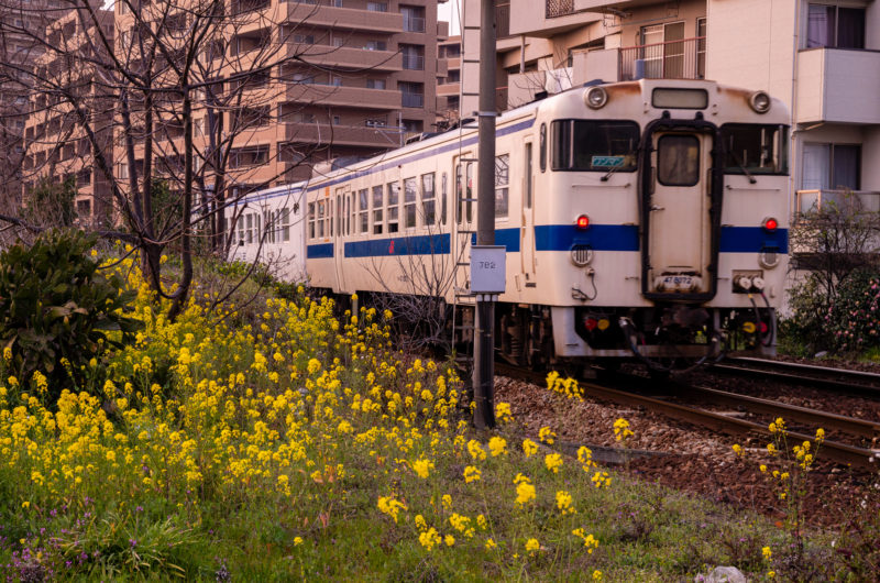 住宅を走るJRの列車と菜の花