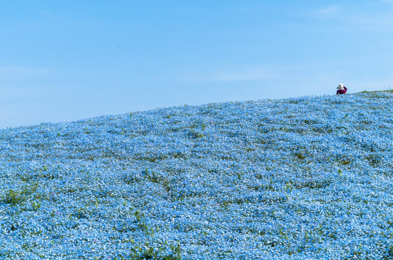 青いネモフィラの丘