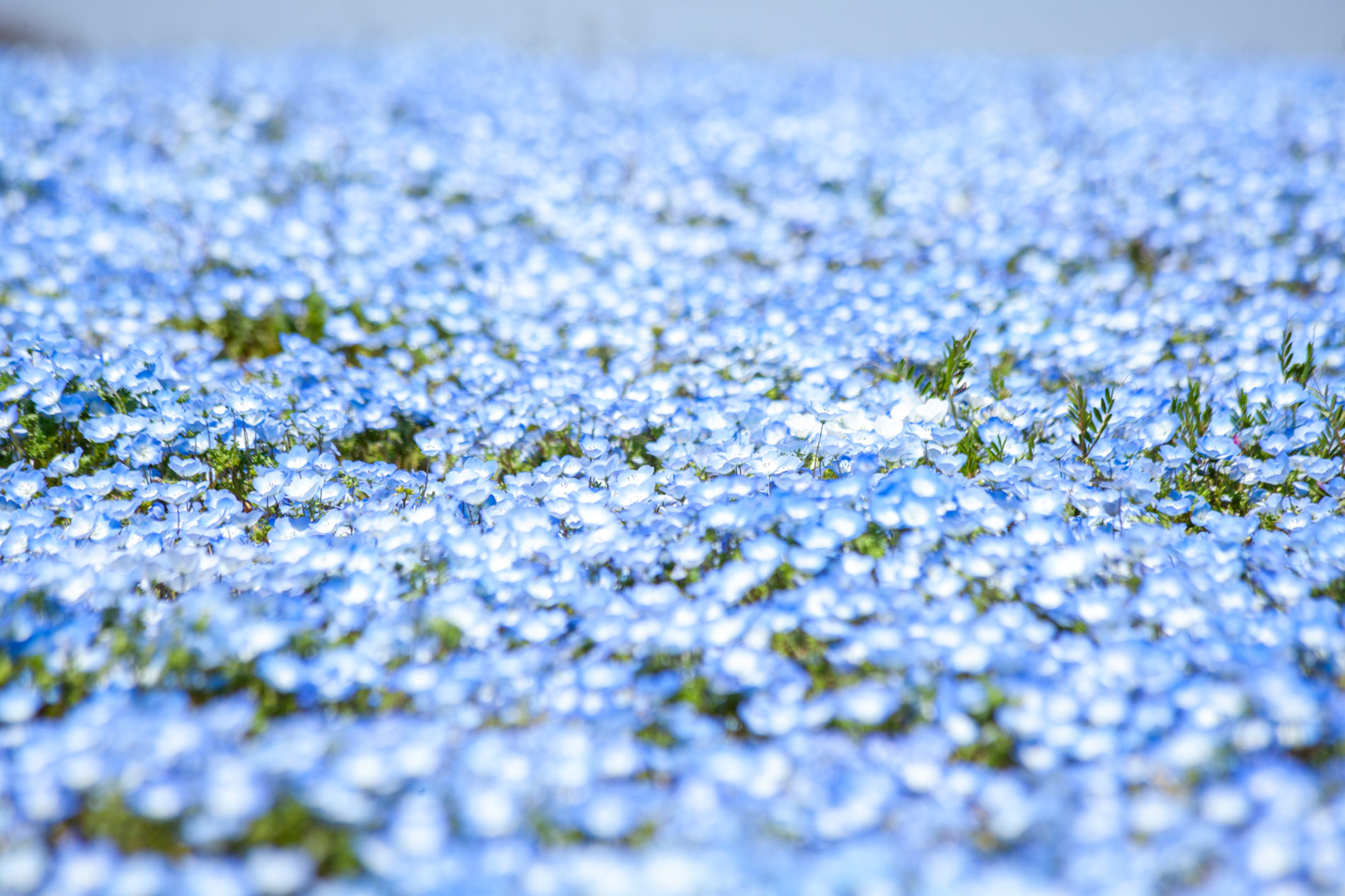 青い花ネモフィラの写真