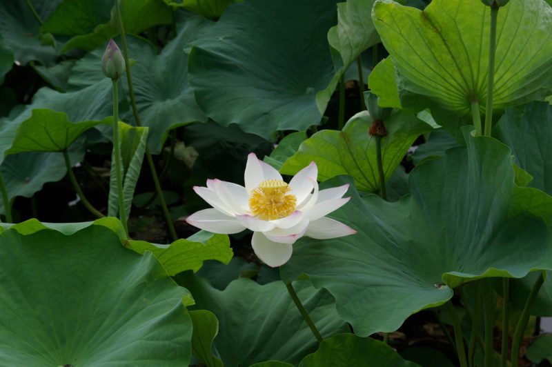 蓮の花(ハス) Lotus flower