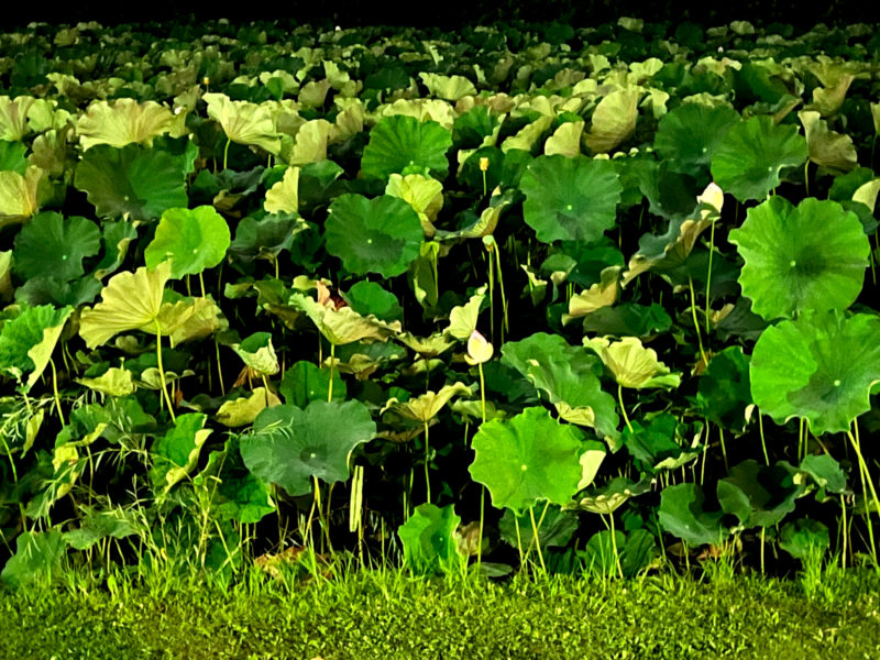 夜の蓮の池(緑の写真)